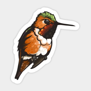 Rufous Hummingbird Sticker